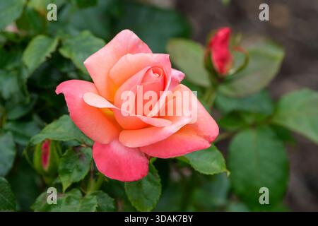 Rose Silver Jubilee, Rosa Silver Jubilee, Hybridtee, doppelt, rosa Blüten, nach Mitte mit Aprikose getönt, Stockfoto