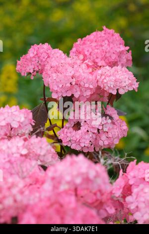 Hydrangea Preziosa, Hydrangea serrata Preziosa, abgerundete Gruppen rosafarbener (oder blauer) steriler Blüten, die bis rötlich-violett altern Stockfoto
