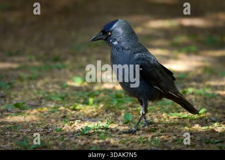 Westliche Jackdaw (Coloeus monedula, Corvus monedula), die in einem Park spazieren geht Stockfoto