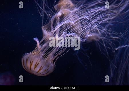 Das Bild zeigt eine Qualle, möglicherweise eine Chrysaora hysoscella oder Chrysaora melanaster, die unter Wasser schwimmt. Sein glockenförmiger Körper und seine langen Tentakel sind Stockfoto