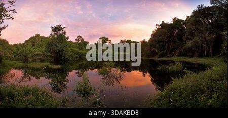Im Amazonas-Regenwald in Südamerika spiegelt eine ruhige Lagune warme Sonnenuntergangsfarben entlang der bewaldeten Küste wider. Stockfoto