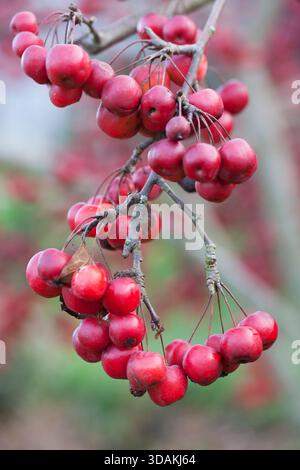 Kleine rote Äpfel auf dem Baum Stockfoto