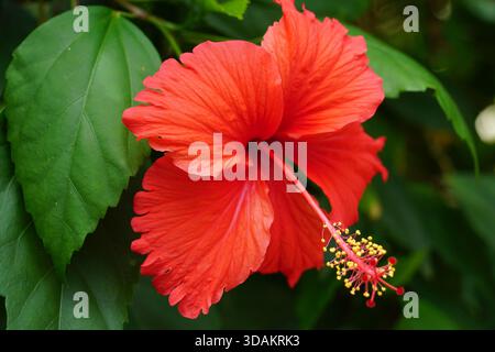 Nahaufnahme einer leuchtenden roten Hibiskusblüte mit markanten Staubblättern, die draußen vor üppig grünen Blättern bei natürlichem Licht fotografiert wurde. Stockfoto