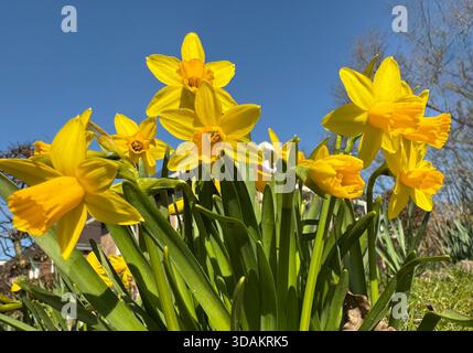 Tiefwinkelansicht der leuchtend gelben Narzissen, die im Frühling unter klarem blauem Himmel blühen, im Freien bei natürlichem Sonnenlicht fotografiert. Stockfoto