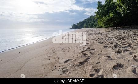 Breiter, ruhiger Blick auf einen langen Sandstrand mit Fußspuren, glattem Meereswasser und dichtem grünen tropischen Wald an der rechten Küste. Stockfoto