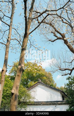 Suzhou, China - 16. März 2025 : Lingering Garden Liuyuan, traditioneller chinesischer Garten mit Blumen Stockfoto