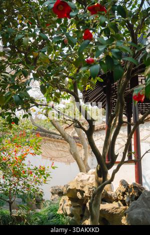 Suzhou, China - 16. März 2025 : Lingering Garden Liuyuan, traditioneller chinesischer Garten mit Blumen Stockfoto