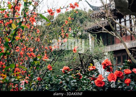 Suzhou, China - 16. März 2025 : Lingering Garden Liuyuan, traditioneller chinesischer Garten mit Blumen Stockfoto