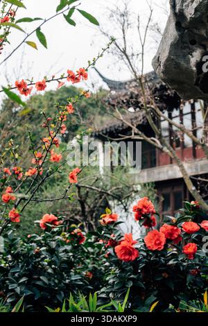 Suzhou, China - 16. März 2025 : Lingering Garden Liuyuan, traditioneller chinesischer Garten mit Blumen Stockfoto