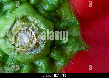 Makronaht eines roten Paprikastenstiels mit lebhafter grüner Textur. Stockfoto