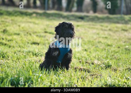 Ein Golden Retriever mit blauem Harness sitzt im sonnigen Gras Einer Wiese, umgeben von Einem weichen Hintergrund und natürlichem Licht, wodurch Ruhe und Har entsteht Stockfoto