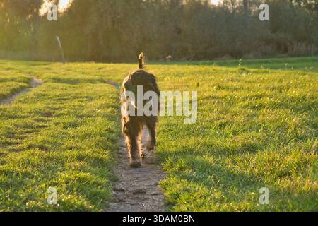 Ein Goldendoodle-Hund läuft fröhlich auf Einem sonnigen Wiesenpfad zum Betrachter, umgeben von warmem Abendlicht und Einer natürlichen, lebendigen Landschaft. Stockfoto