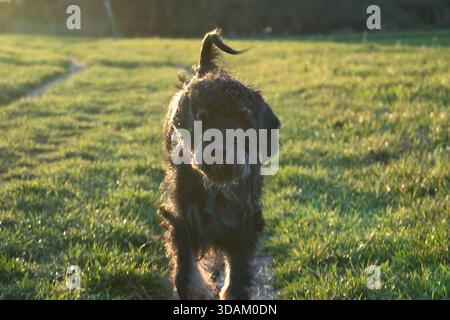 Ein Goldendoodle-Hund läuft fröhlich auf Einem sonnigen Wiesenpfad zum Betrachter, umgeben von warmem Abendlicht und Einer natürlichen, lebendigen Landschaft. Stockfoto