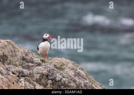 Atlantischer Puffin auf einem Felsvorsprung auf Skomer Island, Wales, Großbritannien Stockfoto