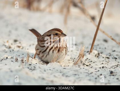 Song Sparrow (Melospiza melodia) ernährt sich von Samen unter einem Hinterhof-Feeder im Schnee in Franksville, Wisconsin, USA, während des Winters. Stockfoto