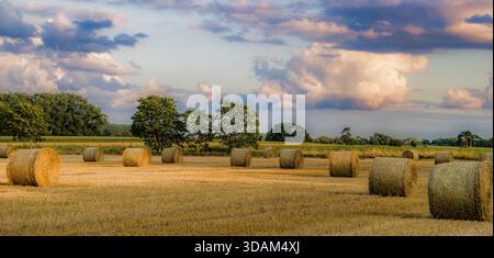 Große runde Heuballen verstreut auf einem ernteten Feld im warmen Sommerlicht unter einem ruhigen, ländlichen Himmel. Stockfoto