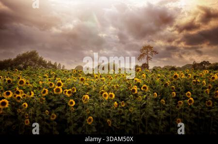 Ausgedehntes Sonnenblumenfeld in voller Blüte unter dramatischen Wolken und goldenem Abendlicht in ländlicher Landschaft. Stockfoto