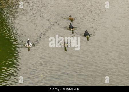Enten bewegen sich in einer Linie über das Wasser eines Teichs. Die Oberfläche ist flach, und entlang der Kanten befinden sich einige Schilfe. Der Himmel ist bewölkt und scheint es zu sein Stockfoto
