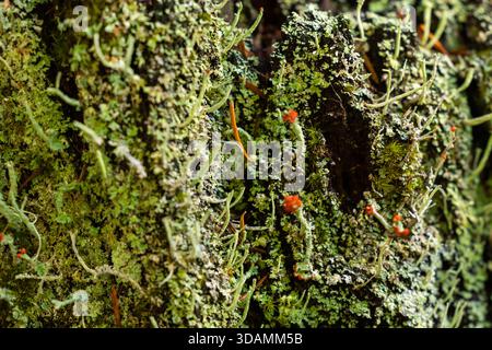 Nahaufnahme mit der einzigartigen Struktur und den lebendigen roten Fruchtkörpern (Apothecia) der britischen Soldatenflechte (Cladonia cristatella). Stockfoto