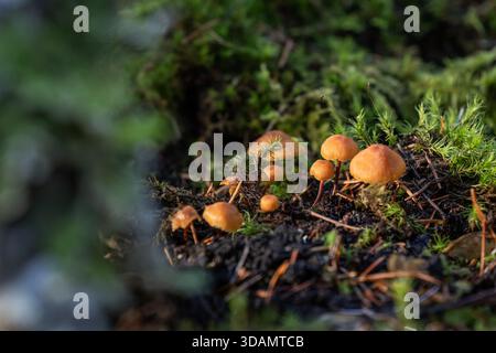 Ein Makrofoto, das sich auf eine kleine Gruppe von hellen, orangefarbenen Pilzen konzentriert, die zwischen grünem Moos und toten Blättern wachsen, mit weichem, natürlichem Licht Hi Stockfoto