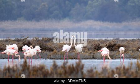 Eine große Herde großer Flamingos (Phoenicopterus roseus) sammelte sich im Akrotiri-Salzsee von Limassol, Zypern. Stockfoto