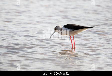Ein Stelzenläufer (Himantopus himantopus) im Wasser einer ehemaligen Saline auf der Insel Boa Vista, Kap Verde, Afrika Stockfoto