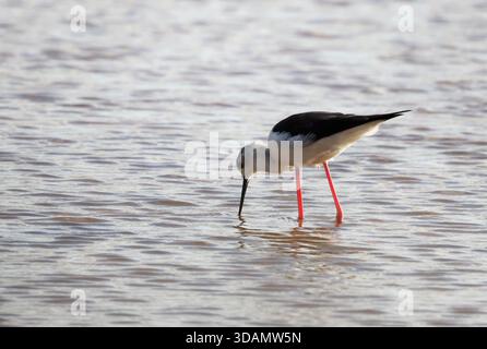 Ein Stelzenläufer (Himantopus himantopus) im Wasser einer ehemaligen Saline auf der Insel Boa Vista, Kap Verde, Afrika Stockfoto