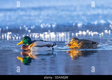 Stockenten / Wildenten (Anas platyrhynchos) männlich / drake und weiblich, die im Winter im Eisloch im gefrorenen See schwimmen Stockfoto
