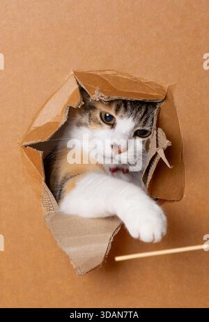 Eine niedliche Erwachsene Katze, die mit einem Stock durch ein Loch in einem Karton spielt Stockfoto