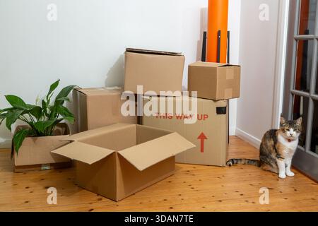 Eine Katze, die neben Pappkartons sitzt, die in einem Haus gestapelt sind Stockfoto