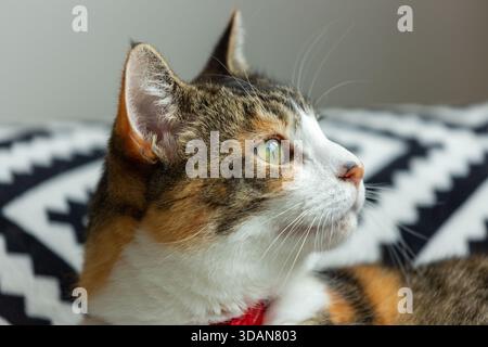 Ein Porträt einer schönen kurzhaarigen Katze, die von der Kamera wegschaut Stockfoto