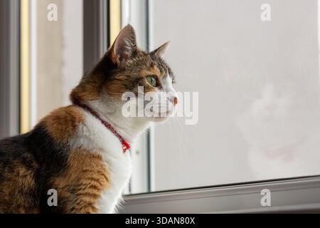 Eine wunderschöne kurzhaarige Katze, die durch das Fenster schaut Stockfoto