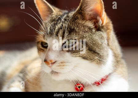 Nahaufnahme einer schönen kurzhaarigen Katze Stockfoto
