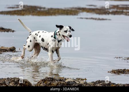 Ein dalmatinischer Hund paddelt durch das Wasser an der Küste, Schottland Stockfoto