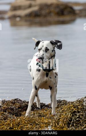 Ein dalmatinischer Hund, der auf Algen am Meer steht, Fife, Schottland Stockfoto
