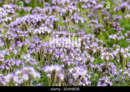 Phacelia tanacetifolia, Lacy Phacelia blüht im Juli in Fife, Schottland. Stockfoto