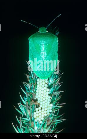 Southern Green Shield Käfer, Nezara viridula. Weibchen, die Eier auf Pflanzen legen Stockfoto