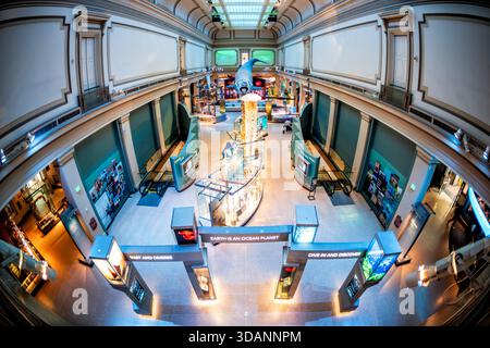 Smithsonian Natural History Museum Sant Ocean Hall Washington DC // WASHINGTON DC – die Sant Ocean Hall, eine bedeutende Dauerausstellung im Smithsonian National Museum of Natural History, zeigt vielfältige Meereslebewesen und Meeresökosysteme. In der Halle befindet sich ein großes Wal- oder Haimodell, das von der Decke abgehängt wird, sowie zahlreiche interaktive Ausstellungen, Quallenmodelle und informative Tafeln. Die 2008 eröffnete Sant Ocean Hall betont den Schutz der Ozeane und die Bedeutung der Meeresumwelt. Es ist eine der Hauptattraktionen im Museum, das sich in der National Mall in Washington befindet Stockfoto