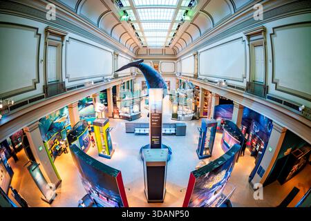 Smithsonian Natural History Museum Sant Ocean Hall Washington DC // WASHINGTON DC – die Sant Ocean Hall im Smithsonian National Museum of Natural History zeigt eine große Auswahl an Exponaten für Meereslebewesen. Ein markantes Merkmal ist das hängende Modell eines Nordatlantischen Glattwals mit einer Länge von 45 Fuß (13,7 Meter) neben einem Walskelett. Die Halle, die 2008 eröffnet wurde, informiert Besucher über die biologische Vielfalt der Ozeane, wissenschaftliche Forschung und die entscheidende Bedeutung des Meeresschutzes. Es ist eine Schlüsselausstellung innerhalb des Smithsonian-Versprechens für die Naturgeschichte. Stockfoto