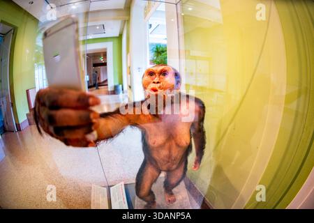 Smithsonian Natural History Museum Lucy Selfie Washington DC // WASHINGTON DC — die anatomische Rekonstruktion von Lucy Selfie der Künstlerin Elisabeth Daynes wird im Smithsonian National Museum of Natural History ausgestellt. Diese Skulptur aus Silikon, natürlichem Haar, Yakhaar, Glasaugen, Harz und Metall zeigen Lucy (Australopithecus afarensis), die ein Smartphone hält. Daynes schuf das Stück, um über die Bedeutung von Werkzeugen und Selbstverständnis im 21. Jahrhundert nachzudenken. Es stellt moderne Technologie mit frühen Tools für das Überleben von Homininen in Kontrast, was die Zuschauer dazu veranlasst, unsere Beziehung zu zeitgenössischen Entwicklern zu berücksichtigen Stockfoto