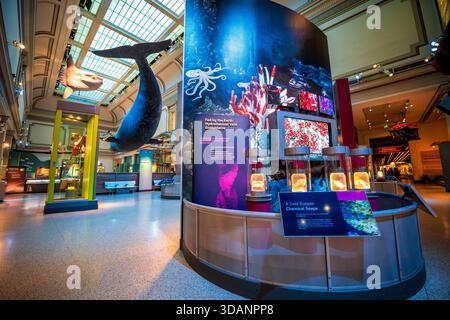 Smithsonian Natural History Museum Sant Ocean Hall Washington DC // WASHINGTON DC — die Sant Ocean Hall im Smithsonian National Museum of Natural History zeigt eine Vielfalt an Meereslebewesen und Meeresökosystemen. Die Halle wird von großen Modellen dominiert, darunter ein 50 Fuß (15 Meter) großer Nordatlantischer Glattwal und ein Sunfish. Interaktive Ausstellungen, wie z. B. Ein kaltes Abendmahl: Chemikaliensickern, tauchen Sie ein in die Tiefsee-Umgebung und hydrothermale Quellen. In der Halle befindet sich auch ein Modell des ferngesteuerten ROPOS-Fahrzeugs, das Besuchern Informationen über die Meeresforschung und den Naturschutz in Washington D.C. vermittelt Stockfoto