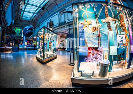 Smithsonian Natural History Museum Sant Ocean Hall Washington DC // WASHINGTON DC – die Sant Ocean Hall im Smithsonian National Museum of Natural History zeigt vielfältige Exponate über Meereslebewesen und Ökosysteme des Ozeans. In den Schaukästen sind Exemplare wie Seesterne, Seeigel und andere wirbellose Tiere sowie Modelle von Meeresvögeln und Säugetieren zu sehen. Die Halle betont die Biodiversität der Ozeane, Tiefsee-Umgebungen und die kritische Notwendigkeit der Erhaltung. Diese große Ausstellung befindet sich im Smithsonian National Museum of Natural History, einer wichtigen Institution in der National Mall. Stockfoto