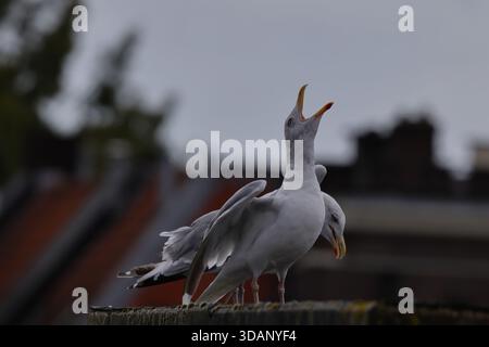 Zwei Möwen auf einem Dach in einem städtischen Gebiet, eine ruft mit offenem Schnabel, fotografiert unter grauem, bedecktem Licht mit entfernten Gebäuden, die dahinter verschwimmen. Stockfoto