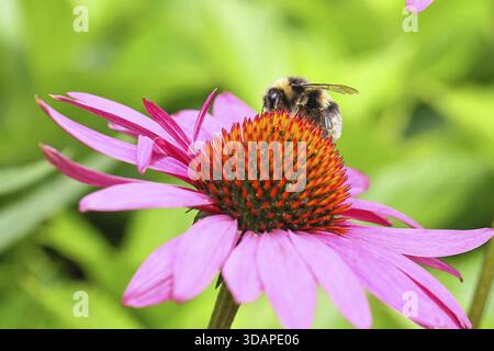 Erdhummel (Bombus terrestris), Pollensammelung an einer Blüte des purpurnen Coneflower (Echinacea purpurea), Wilnsdorf, Nordrhein-Westfalen, G Stockfoto