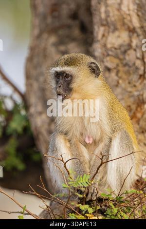 Vervet Monkey (Cercopithecus aethiops) isst Obst South Luangwa NP Sambia August Stockfoto