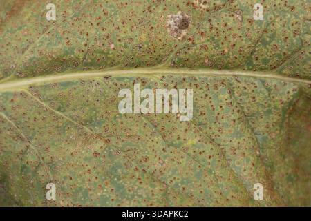Zuckerrübenblatt (Beta vulgaris) mit Rost (Uromyces betae) Pilzkrankheit, England, Vereinigtes Königreich Stockfoto