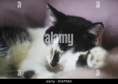 Essen, junge Calico-Katze, die auf Einem rosafarbenen Sofa schläft Stockfoto