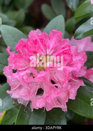 Eine Menge Rhododendronblüten verwandelt den Central Park in ein Blumenwunderland. Stockfoto