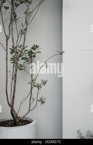 Echte fotoneutrale Töne florale Topfpflanze grüne Pflanze vor weißem Wand ästhetischen Hintergrund Stockfoto