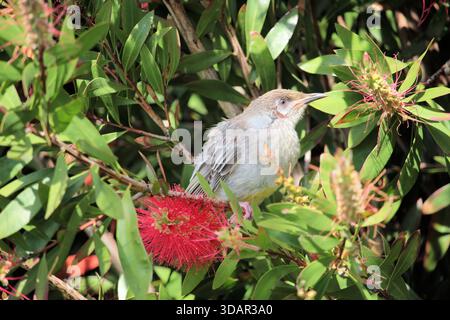Nahaufnahme von Red Wattlebird (Anthochaera carunculata) in callistemon Bush, Victoria, Australien Stockfoto
